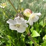 Silene zawadzkii Flower