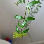 Aeschynanthus radicans Blatt