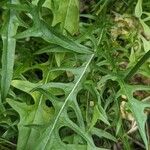Taraxacum cucullatiforme Likasa