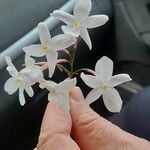 Jasminum officinaleBlomst