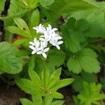 Galium odoratum Žiedas