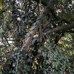 Cotoneaster glabratus 树皮