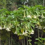 Brugmansia x candida Other