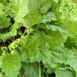 Brassica juncea Leaf