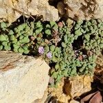 Limonium minutum Fiore