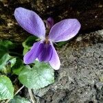 Viola odorata Fleur