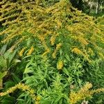 Solidago giganteaFiore