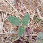 Desmodium scorpiurus Folha
