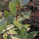 Laurus nobilis Leaf