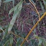 Phyllostachys sulphurea Leaf