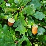 Quercus robur Leht