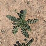 Brassica tournefortii Leaf