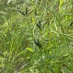 Vicia sepium 整株植物