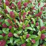 Skimmia japonica Hábito