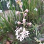 Teucrium pseudochamaepitysBlomst