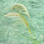 Digitaria insularis 葉