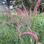 Pennisetum pedicellatum 花