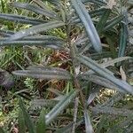 Podocarpus latifolius Φύλλο