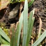 Carex flaccosperma Foglia