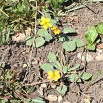 Viola purpurea Habit