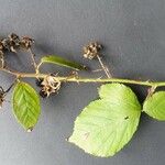 Rubus winteri Bloem