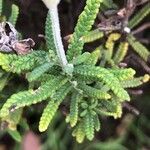 Lavandula multifida Blatt