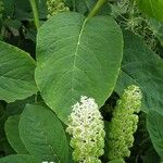 Phytolacca acinosa Листок