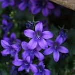 Campanula portenschlagiana Květ