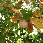 Quercus faginea Ostatní