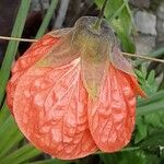 Callianthe picta Flower