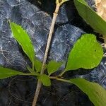 Viburnum rufidulum Folha