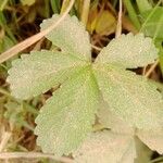 Potentilla reptans 葉