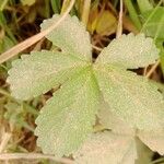 Potentilla reptans Folha