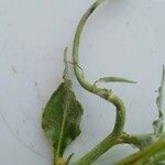 Scorzonera undulata Leaf