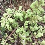 Lepidium bonariense Feuille