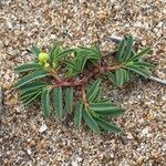 Euphorbia polygonifolia Hoja