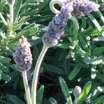 Lavandula dentata Квітка