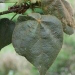 Dombeya reclinata 葉