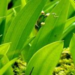 Maianthemum trifolium Blad