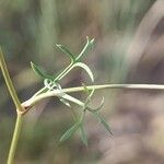 Ammoides pusilla Leaf