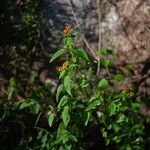 Lantana camaraफूल