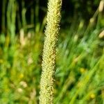 Phleum pratense Λουλούδι