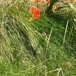 Crocosmia paniculata Flower