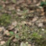 Deschampsia cespitosaFlower