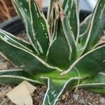 Agave victoriae-reginae Ліст