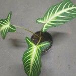 Caladium lindenii Yaprak