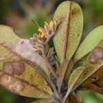 Hibbertia patula Plod