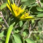 Tragopogon dubius Flower