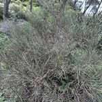 Genista polyanthos Hábito