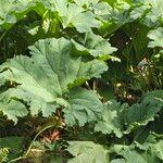 Gunnera tinctoriaHoja